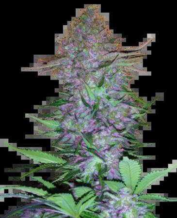 Sensi Purple Skunk 3+1 Auto Sensi Purple Skunk 3+1 Auto